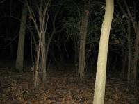 Chicago Ghost Hunters Group investigates Robinson Woods (130).JPG